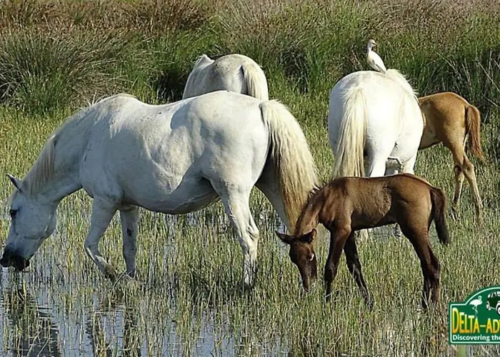Regina Mare Tatil Evi Lido di Scacchi