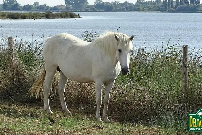 Regina Mare Lido di Scacchi